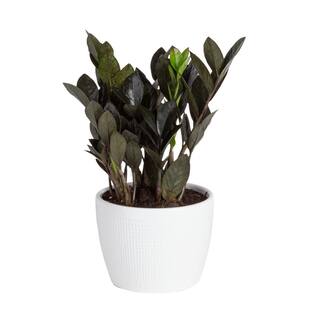 Costa Farms Trending Tropical Raven ZZ Indoor Plant in 6 in.  Pot Avg. Shipping Height 10 in. Tall CO.ZZB6SC.3.TR