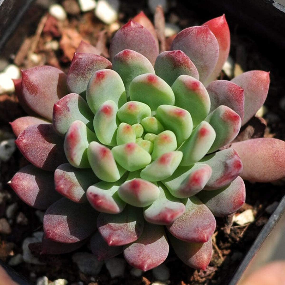 Succulent Plants， Echeveria 'Chrissy N Ryan'， Rosette Succulent Fully Rooted in 2inch Planter for Indoor Office Baby Shower Party Décor