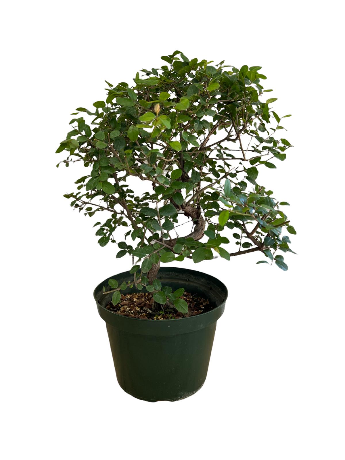 Bonsai, Sweet Plum (Live Plant),