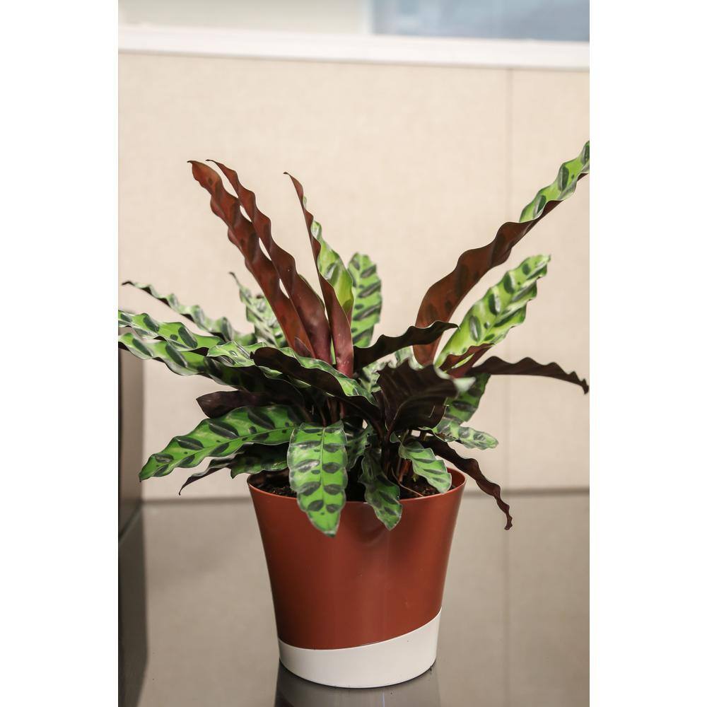 Costa Farms Grower's Choice Calathea Indoor Plant in 6 in. White Pot Avg. Shipping Height 10 in. Tall CO.CMD07.3.CYL