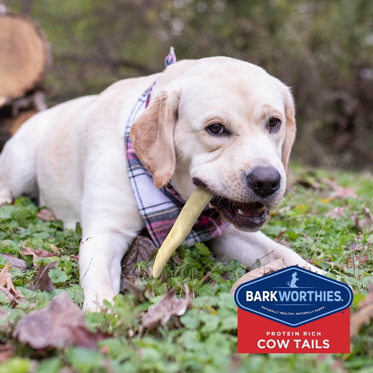 Barkworthies Cow Tails Dog Treats