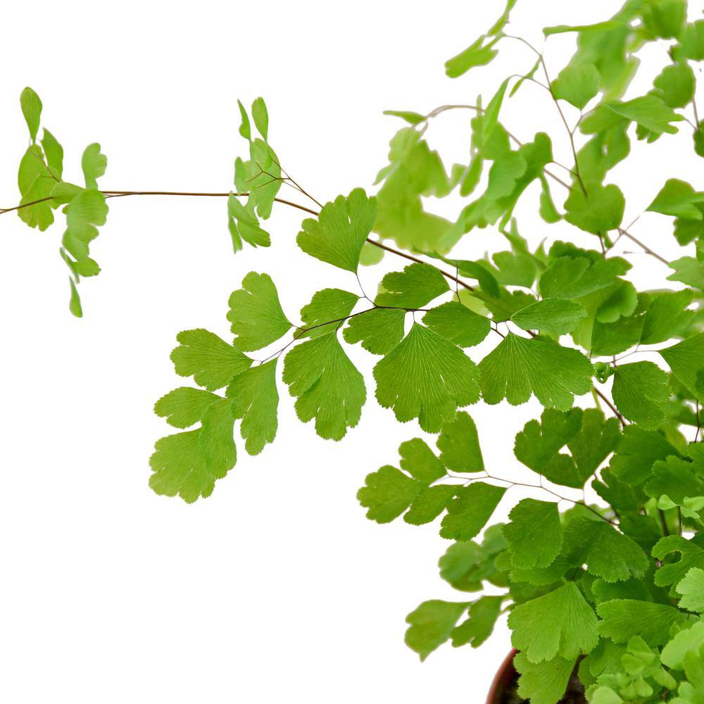 Maidenhair Fern (Adiantum) Plant in 4 in. Grower Pot 4_FERN_MAIDENHAIR