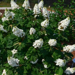 FIRST EDITIONS 2 gal. Jetstream Oakleaf Hydrangea Flowering Shrub with Beautiful White Aging to Pink Flowers 14843