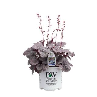 PROVEN WINNERS 0.65 Gal. Dolce Silver Gumdrop Coral Bells Heuchera Live Plant Silver Foliage and Pink Flowers HEUPWP2117103