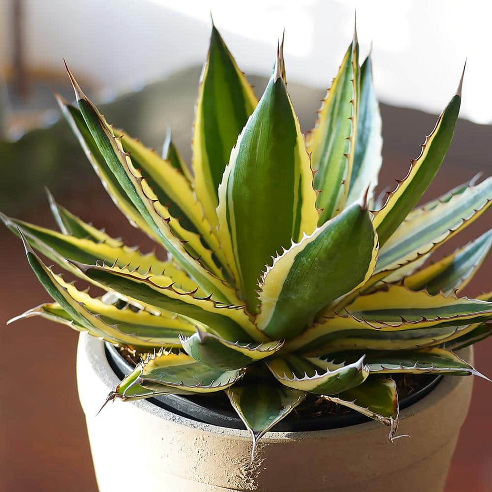 ALTMAN PLANTS Altman Reserve 6 in. Quadricolor Century Plant Succulent (Agave Lophantha) in Cement Pot 0872982