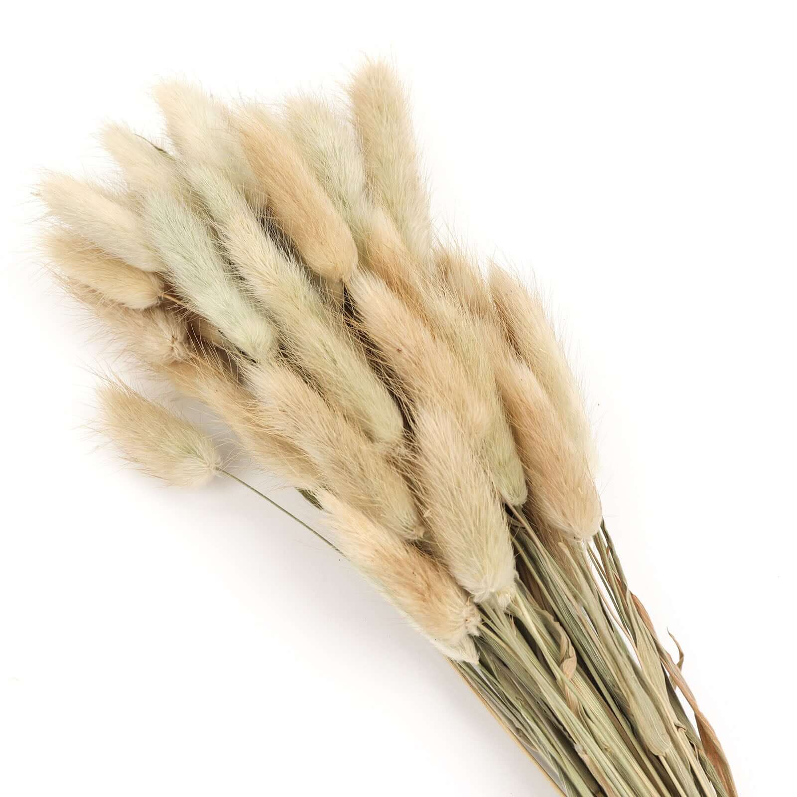 50 Pack Natural Rabbit Tail Dried Pampas Grass Flower Bouquets, Boho Stem Arrangements 15