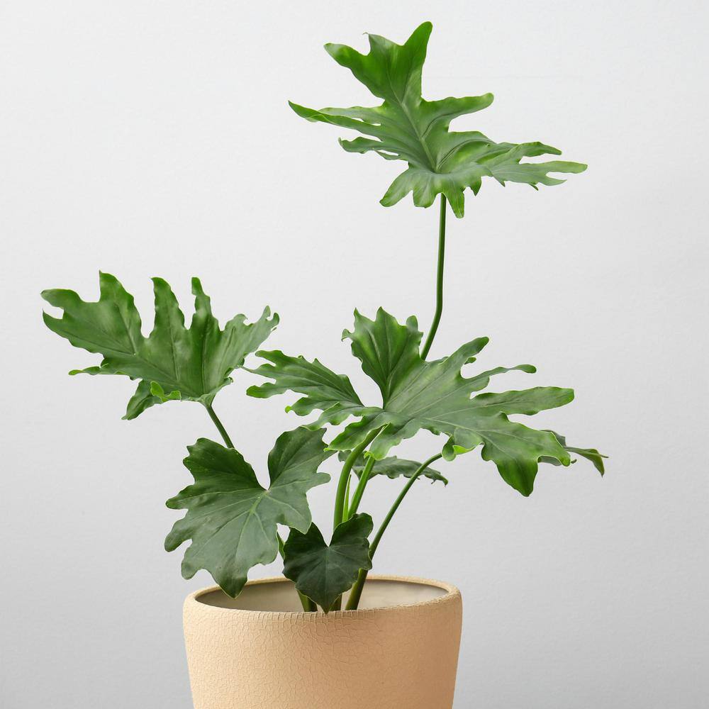 national PLANT NETWORK 6 in. Split Leaf Xanadu Philodendron Plant in Grower Pot HD7211