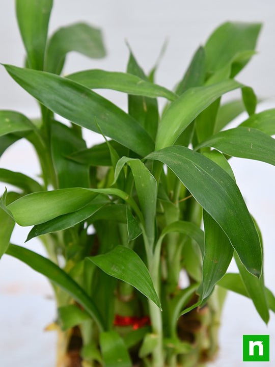 2 Layer Lucky Bamboo Plant in a Bowl with Pebbles