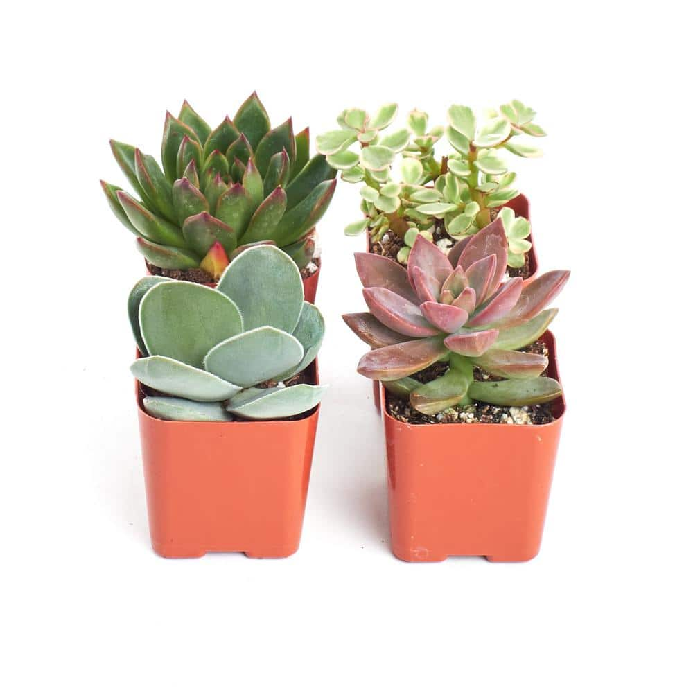 Shop Succulents 2 in. Unique Succulent (Collection of 4) U4