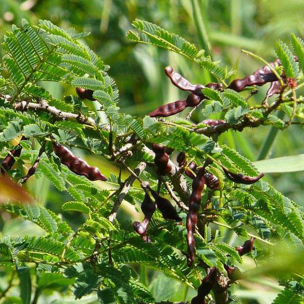 Acacia Concinna, Shikakai - 0.5 kg Seeds