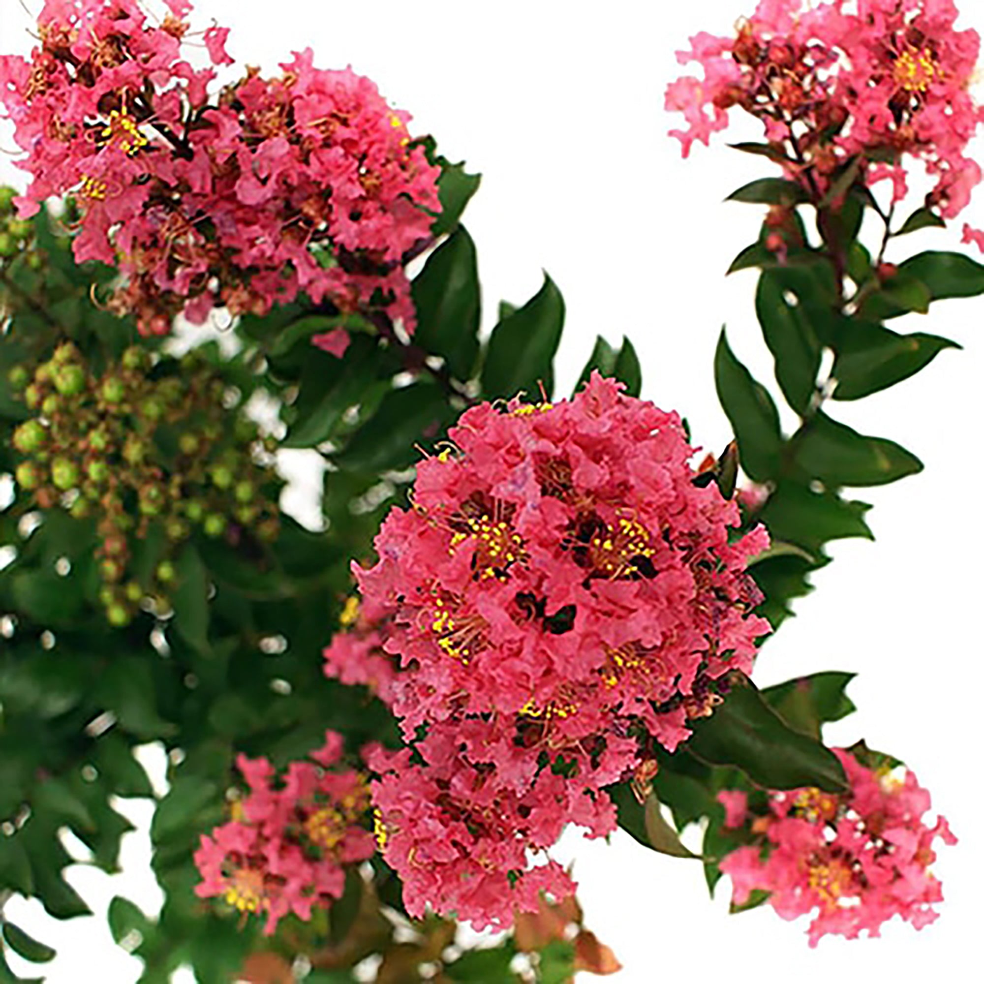 First Editions Plum Magic Crape Myrtle Live Shrub (7 Gallon)