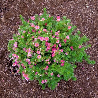 BLOOMIN' EASY Jumbo Pint Bella Bellissima Potentilla Live Shrub Rich Pink Flowers DGPE3650