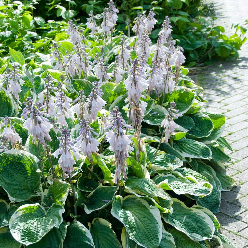 VAN ZYVERDEN Hosta Minuteman (Set of 3 Roots) 83793