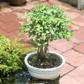 brussel's BONSAI Chinese Elm Tree Root Appearing Small CT0124CE