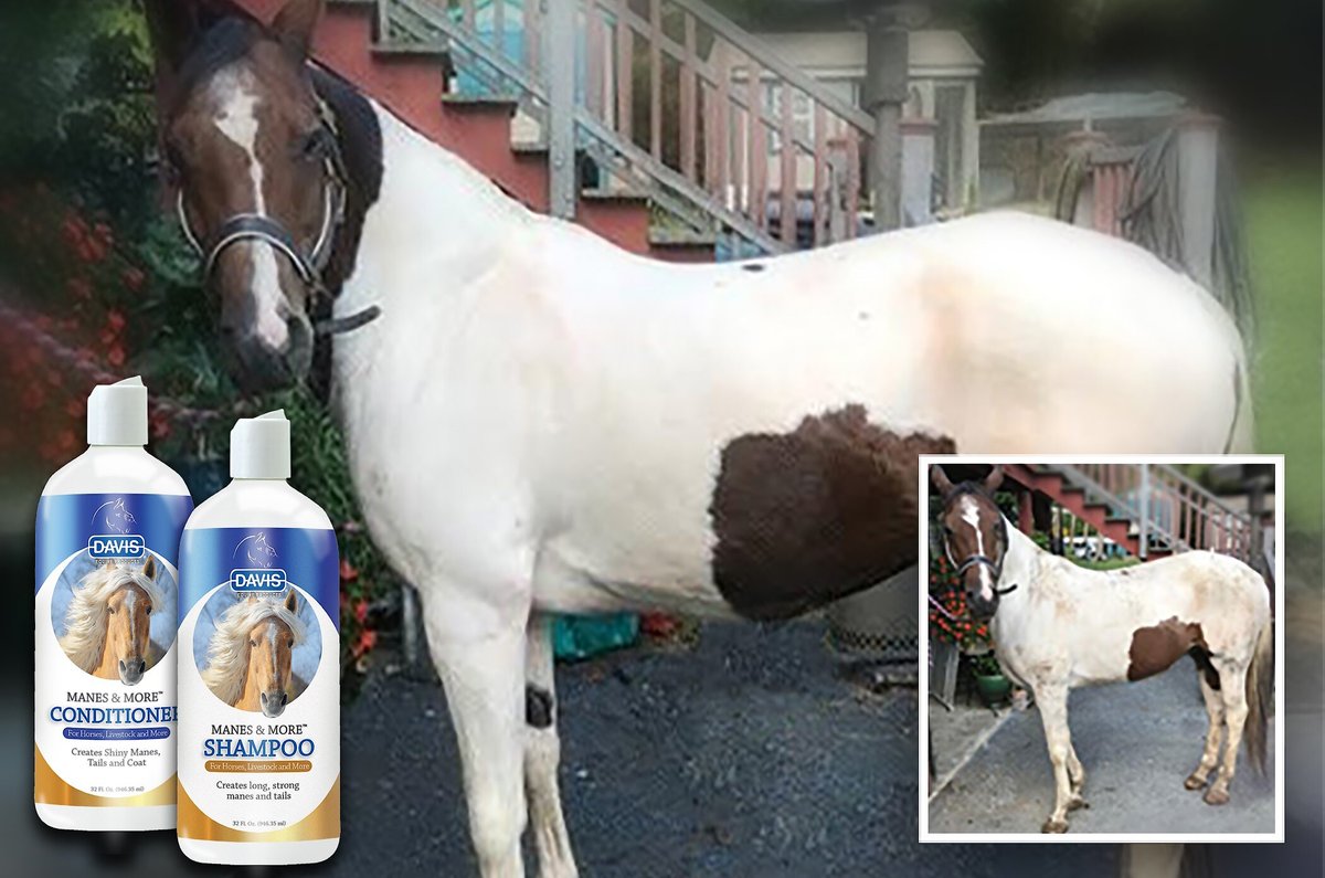 Davis Manes and More Horse Shampoo