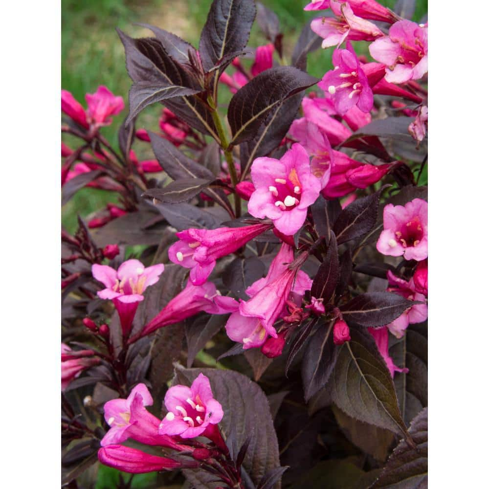 BLOOMIN' EASY 1 Gal. Stunner Weigela Live Shrub Vivid Pink Flowers DGWE4879