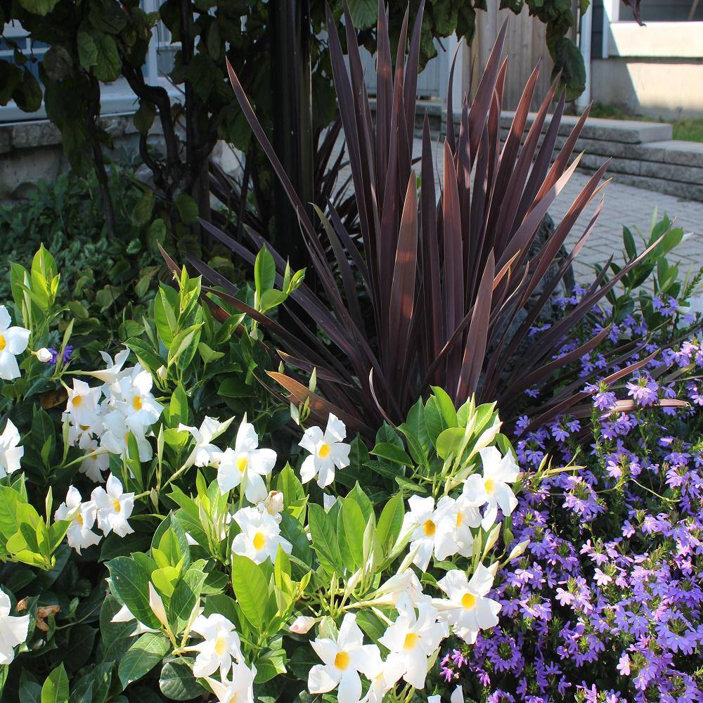 Garden Tropics 1.71 Pint Cordyline Terminalis Shrub 1005415601
