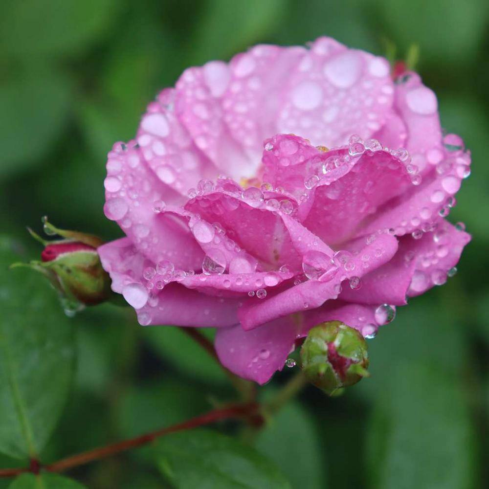 PROVEN WINNERS 1 Gal. Rise Up Lilac Days Rose (Rosa) Live Plant Shrub Purple Flowers ROSPRC2306101