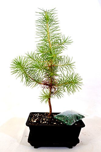 9GreenBox - Japanese Black Pine Bonsai with Water Tray and Fertilizer