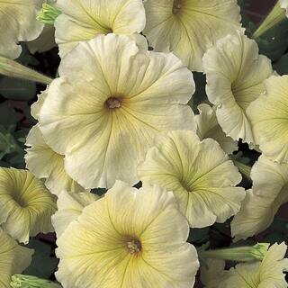 1 Gal. Yellow Petunia Plant 47428