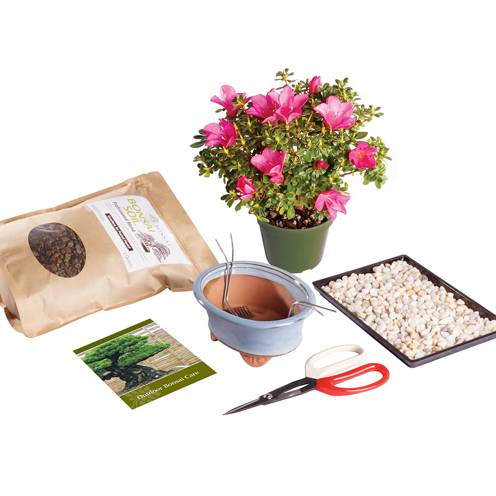 Brussel's Satsuki Azalea Bonsai Kit (Outdoor)