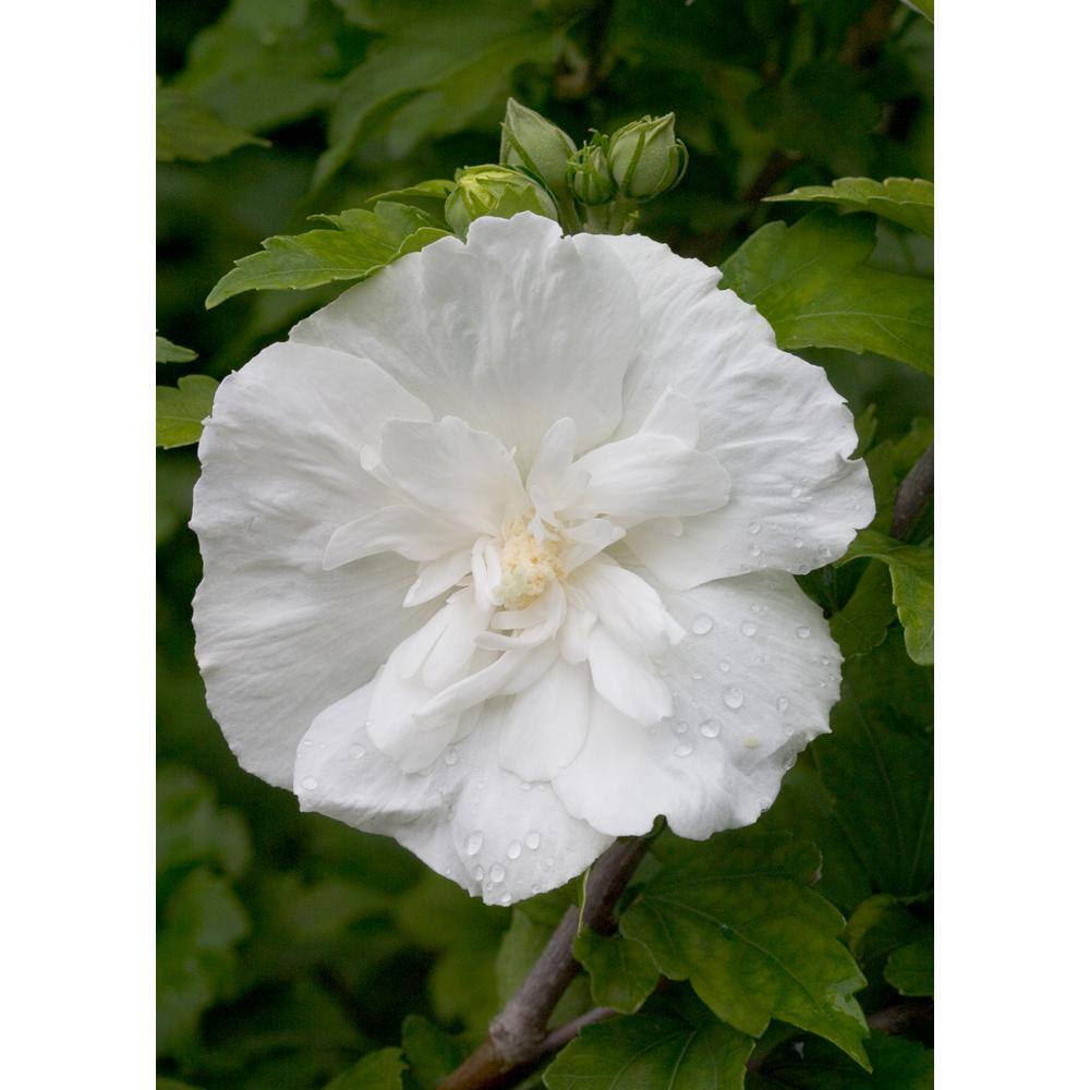 PROVEN WINNERS 1 Gal. White Chiffon Rose of Sharon (Hibiscus) Live Shrub White Flowers HIBPRC2016101