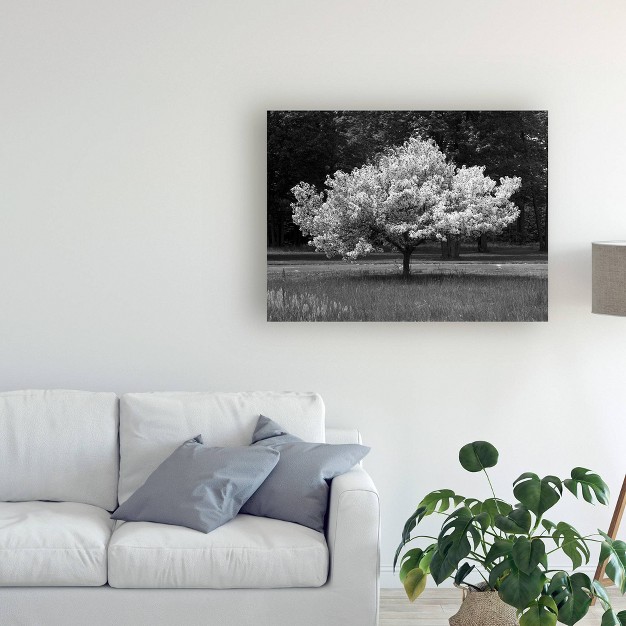 Monte Nagler x27 cherry Blossom Michigan x27 Canvas Art Trademark Fine Art