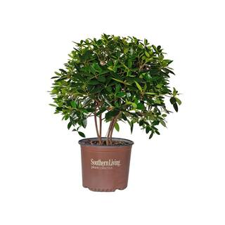 SOUTHERN LIVING 3 Gal. Bigfoot Cleyera - Live Fast Growing Evergreen Shrub Glossy Foliage 55073