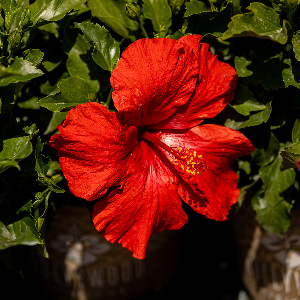 First to Arrive™ Hollywood® Hibiscus