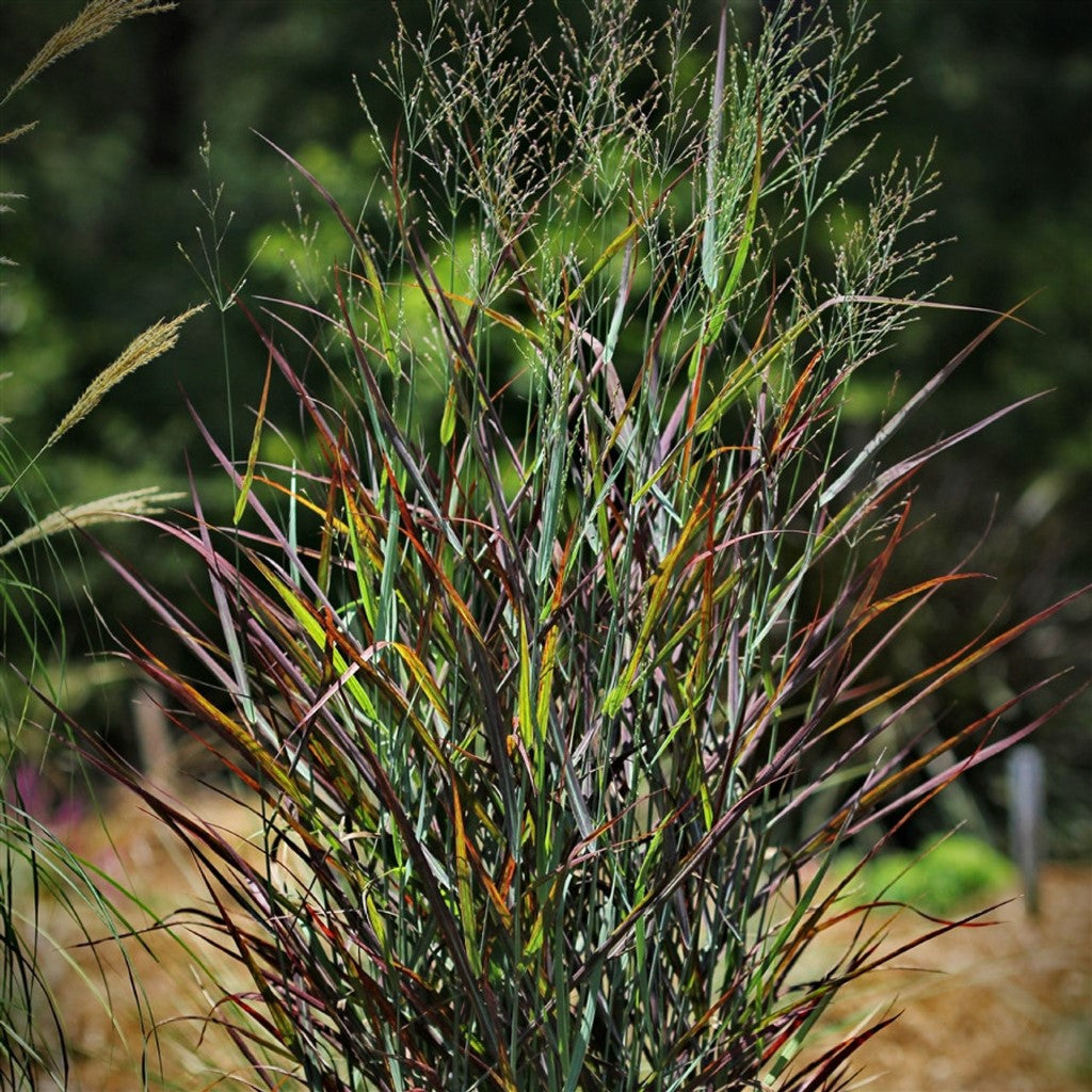 Panicum 'Hot Rod' Switchgrass