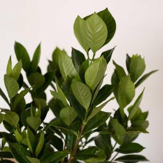 FLOWERWOOD 2.5 Qt. August Beauty Gardenia Shrub with Fragrant White Flowers 2097Q