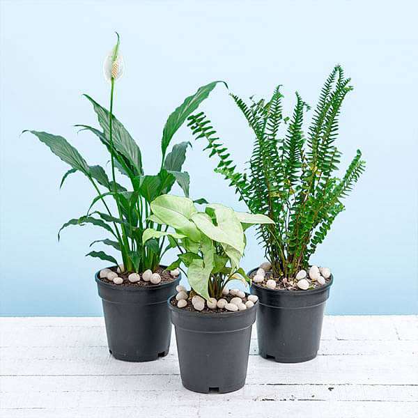 Air purifier plants packs