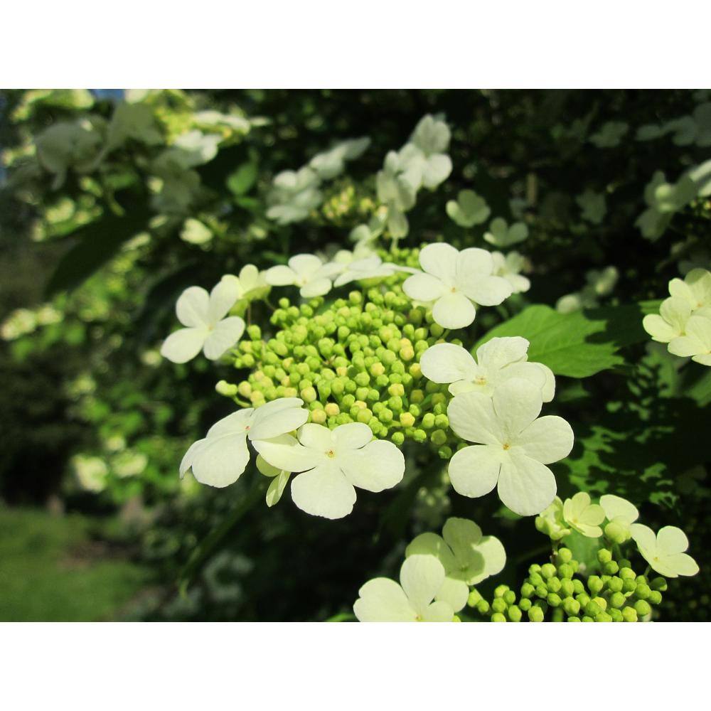 Online Orchards 1 Gal. Summer Snowflake Viburnum Shrub Showy Halos of Pure White Blossoms Throughout Summer SBVB001