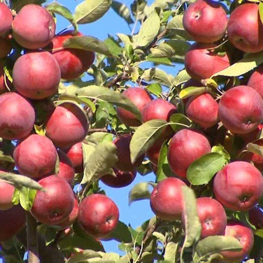 Southern Living 5 Gal. Semptember Wonder Apple Tree APPSEP05G