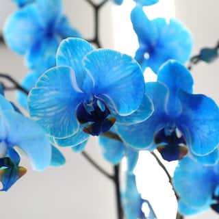 Just Add Ice Premium Orchid (Phalaenopsis) Watercolor Blue Plant in 5 in. Grey Ceramic Pottery J5016