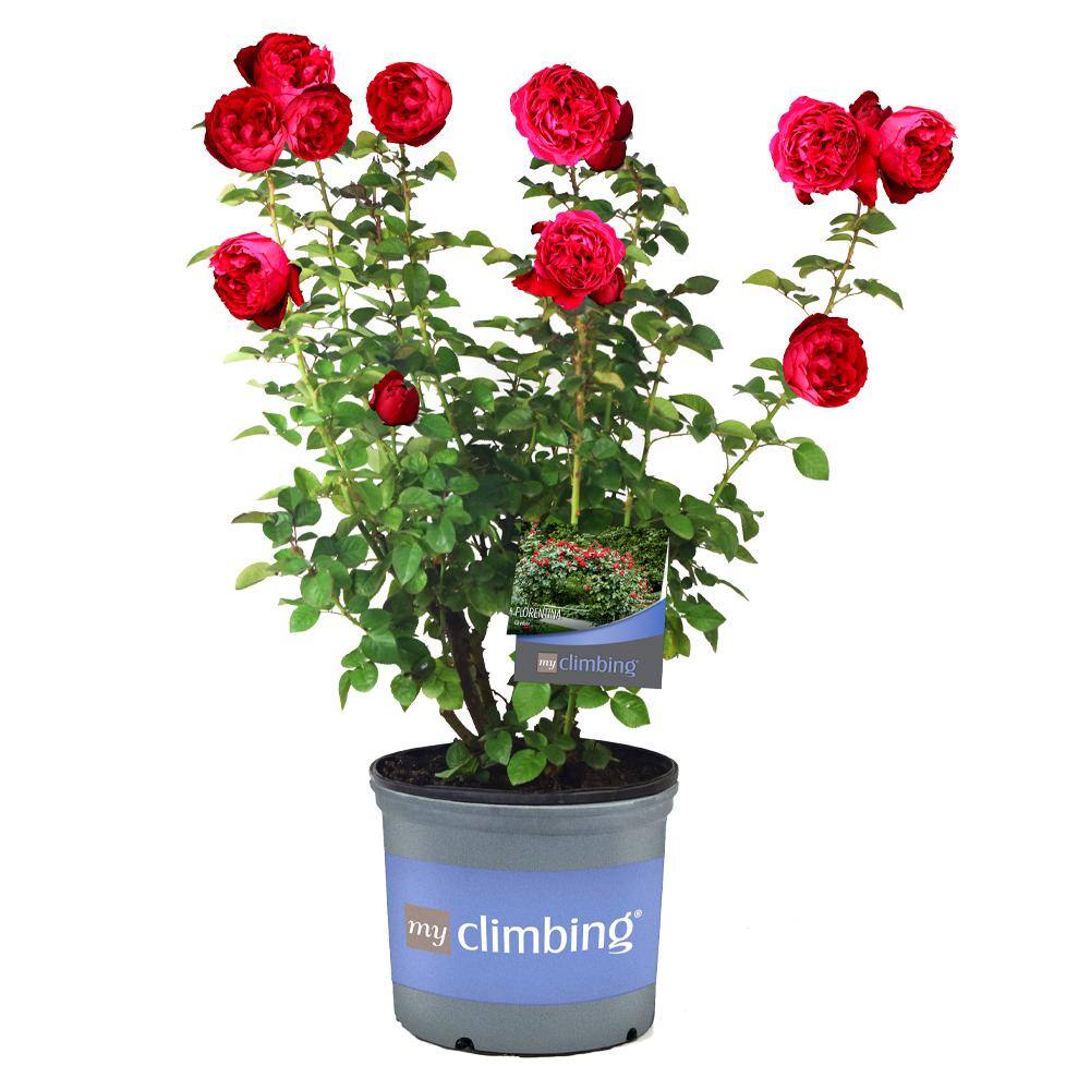 MY CLIMBING 3 Gal. Florentina Climbing Rose with Red Flowers 17567