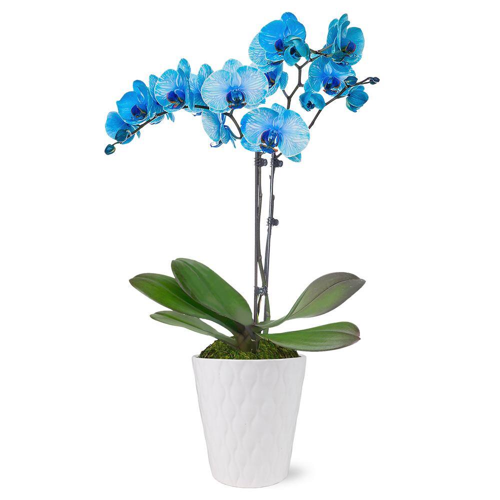 Just Add Ice Premium Orchid (Phalaenopsis) Watercolor Blue Plant in 5 in. White Ceramic Pottery J5015