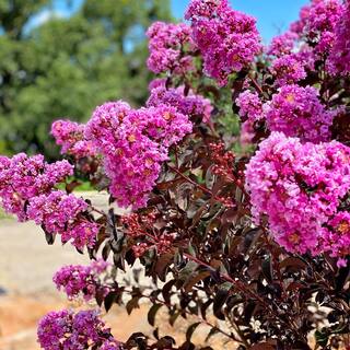 BLACK DIAMOND 7 Gal. Lavender Lace Crape Myrtle Tree CRMBLL07G