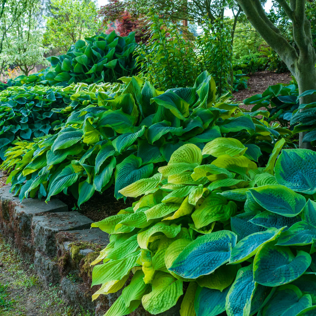 Hosta Mixture Dormant Bare Root Shade Perennial Plants， 8-Pack