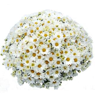 Pure Beauty Farms 2.5 Qt. Mum Chrysanthemum Plant White Flowers in 6.33 In. Grower's Pot (2-Plants) DC1GMUMWHI2