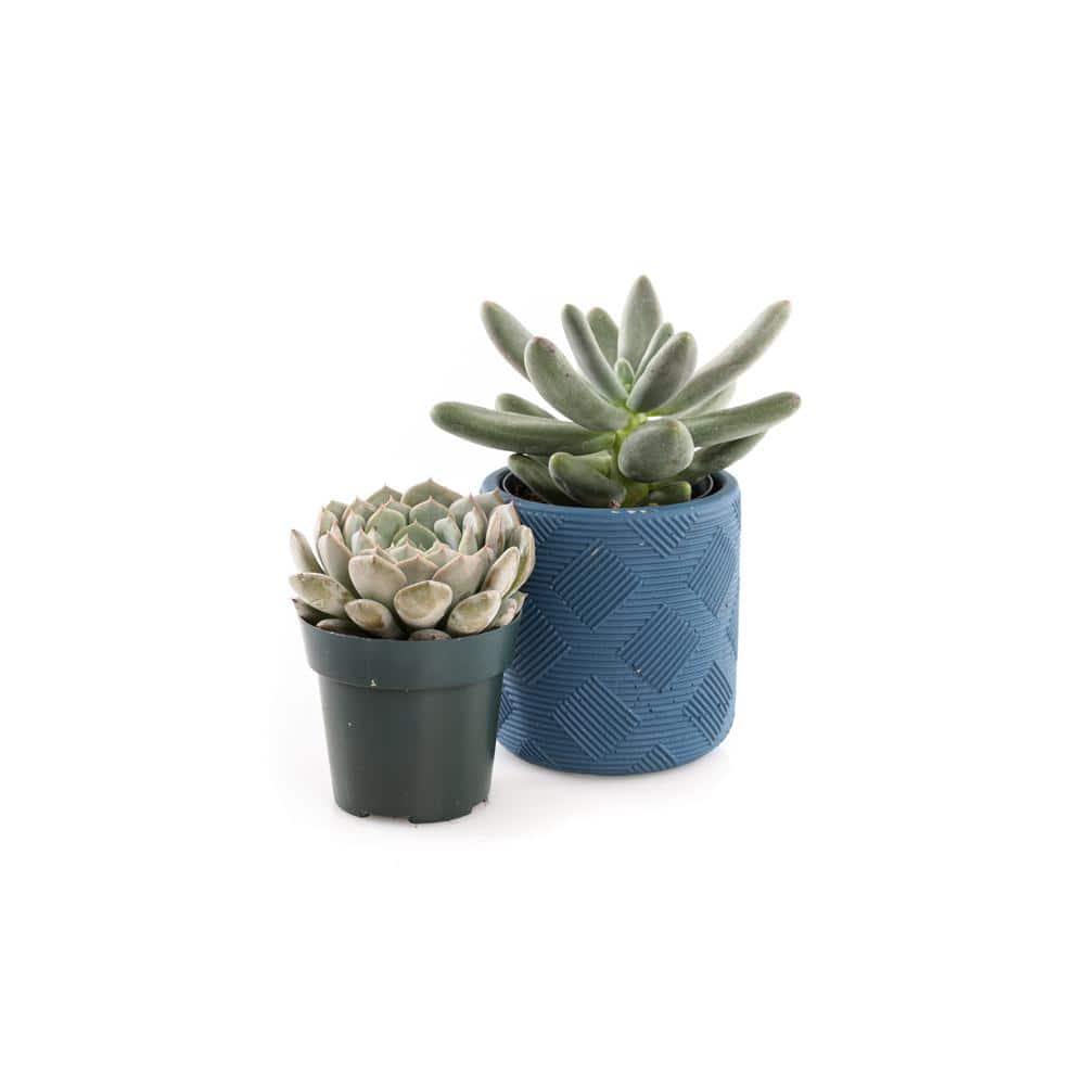 2.5 in. Assorted Succulent Set in Blue Weave Pot (2-Pack) SUCCLYAS325SBW