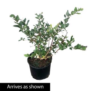 Gurney's 2.25 Gal. Pot Liberty Blueberry Shrub Live Deciduous Fruit Bearing Plant (1-Pack) 88765