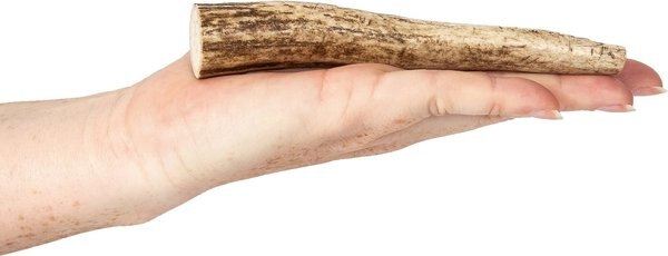 K9warehouse Elk Antlers Small Whole Dog Chew Treat