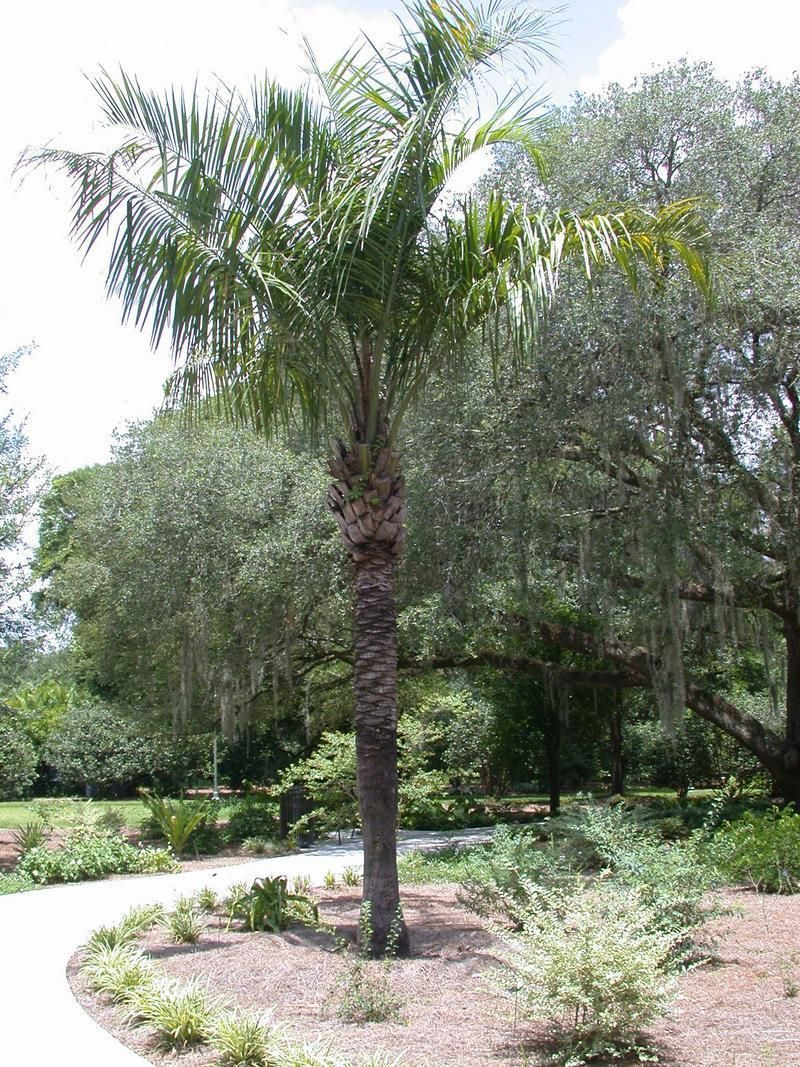 Mule Palm - Live Plant in a 3 Gallon Growers Pot - Xbutiagrus Nabonnandii - Rare Ornamental Palms of Florida