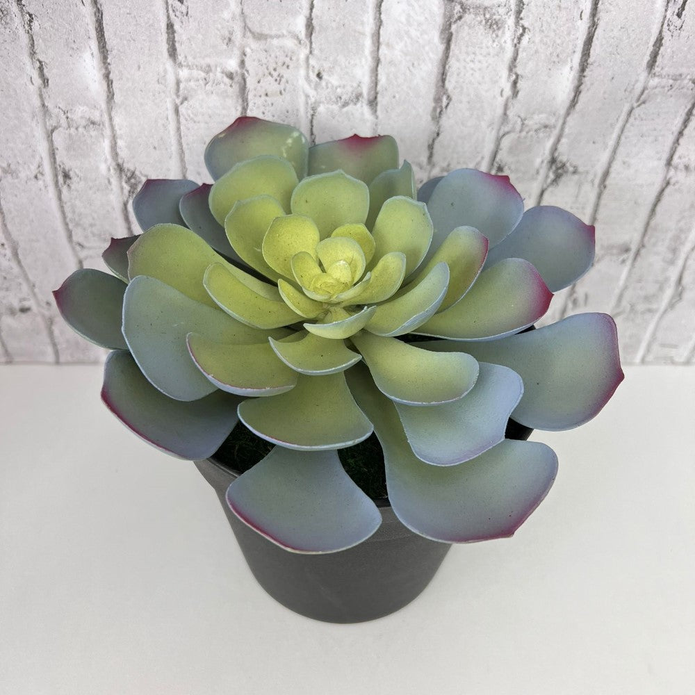 Gorgeous Echeveria in Color of Your Choice - Artificial