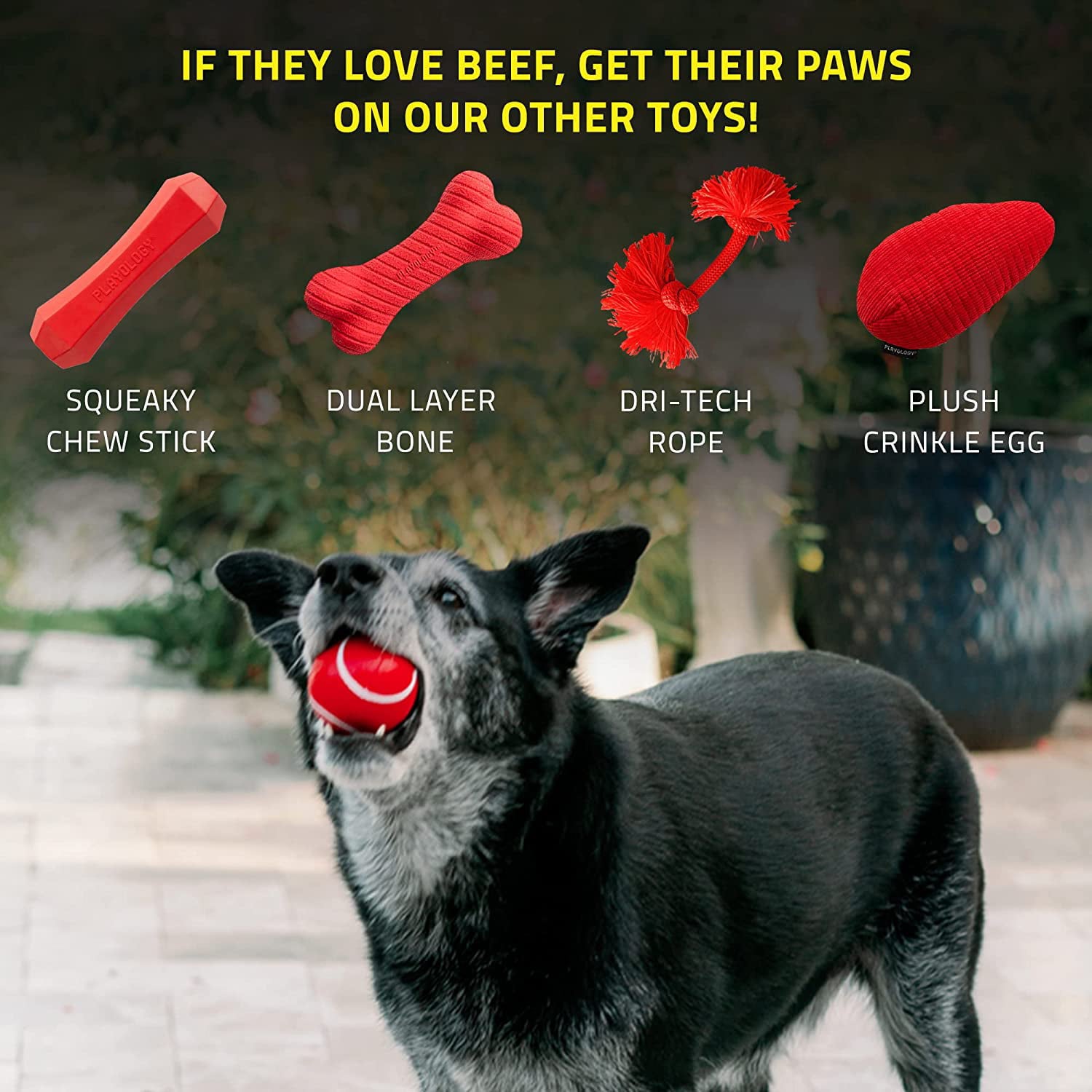 Playology Squeaky Dog Chew Ball Toy， All-Natural Beef Scent， Medium/Large， Red