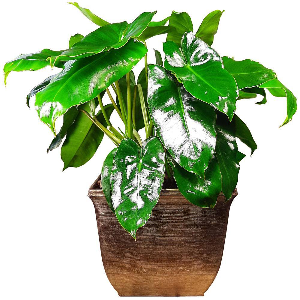 EverGrace Philodendron Burle Marx Plant in 8 in. Decorative Resin Pot BrlMrx008