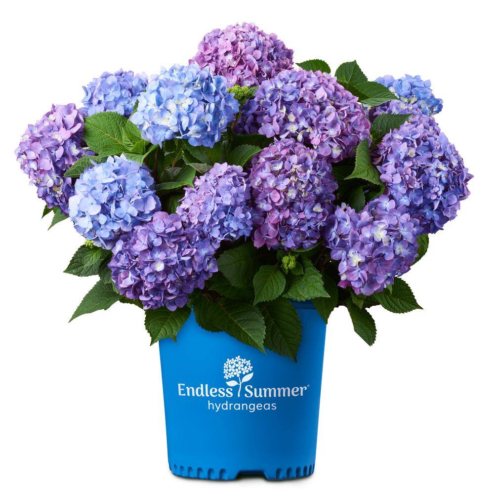 Endless Summer 2 Gal. BloomStruck Hydrangea (Macrophylla) Live Deciduous Shrub Pink or Purple Blooms 14748