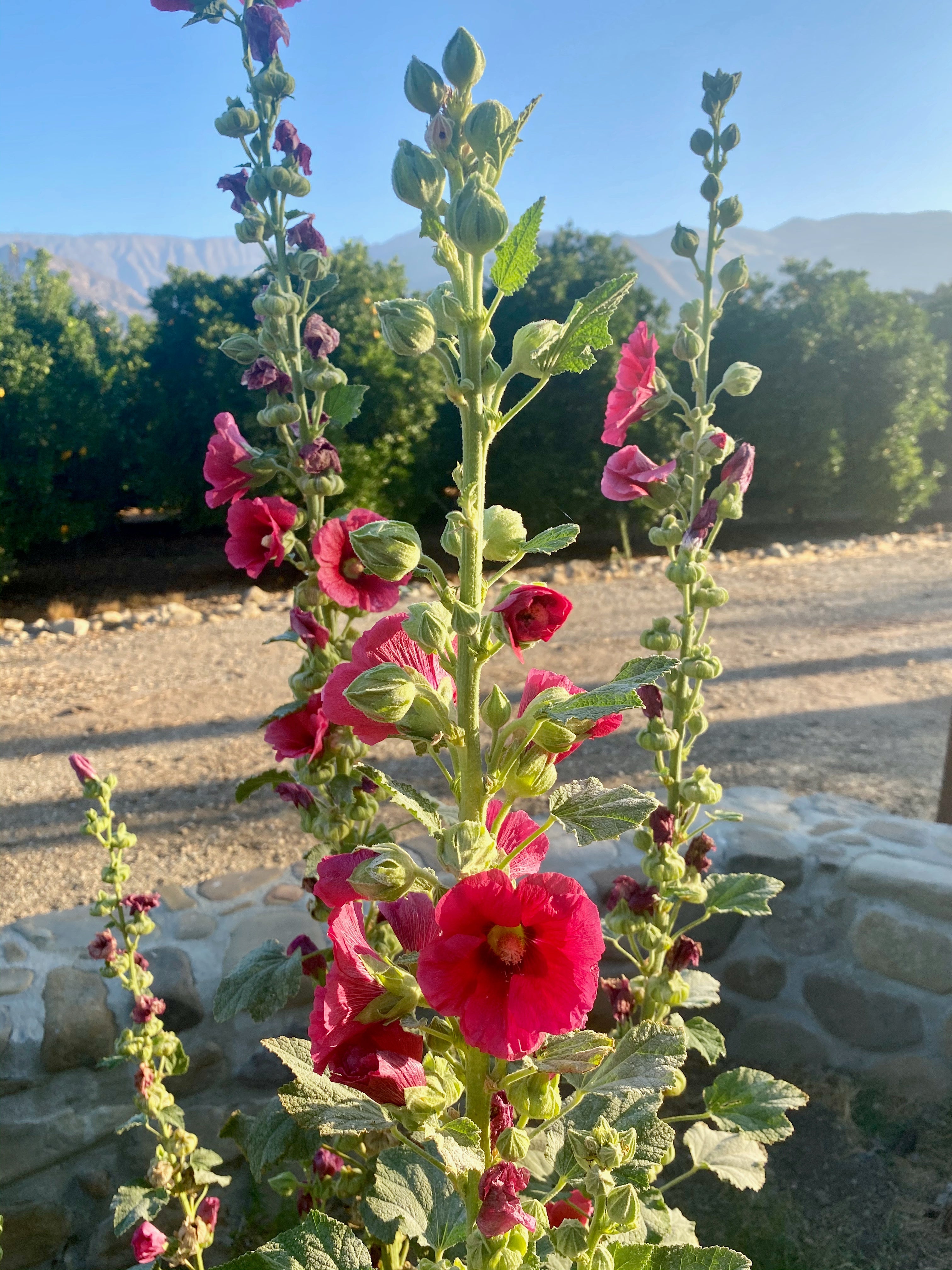 Plant Good Seed Dark Pink Hollyhock Seeds For Planting， 30 Seeds