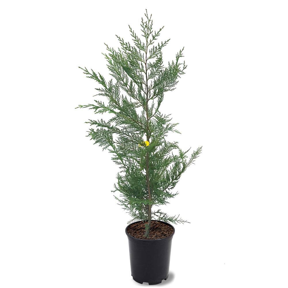1 Gal. Leyland Cypress Evergreen Tree CYPLEY01G